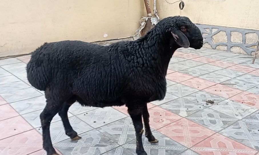 Тоза хисори кузилар зотга