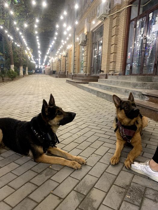 Овчарка сотилади. Продаются щенки овчарки