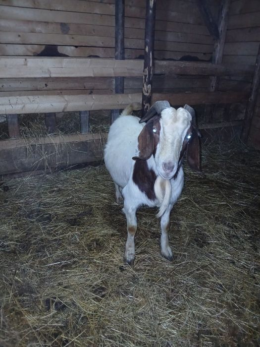 Vând sau schimb tap boier