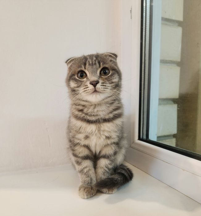 Котёнок 4 месяца
