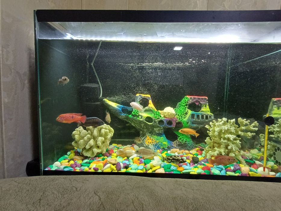Аквариум балиқлар Аквариумные рыбки Akvarium baliqlar