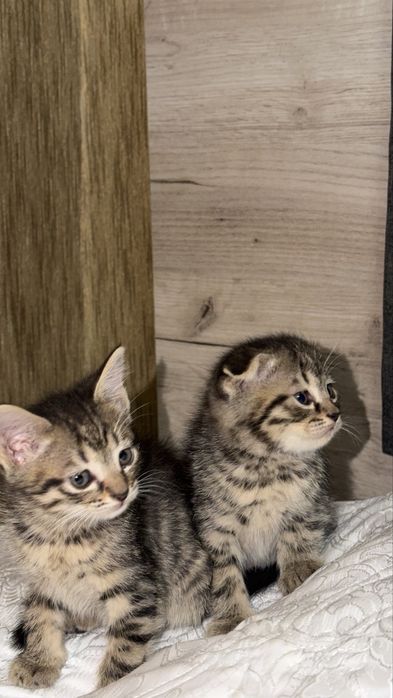 Продаются котята