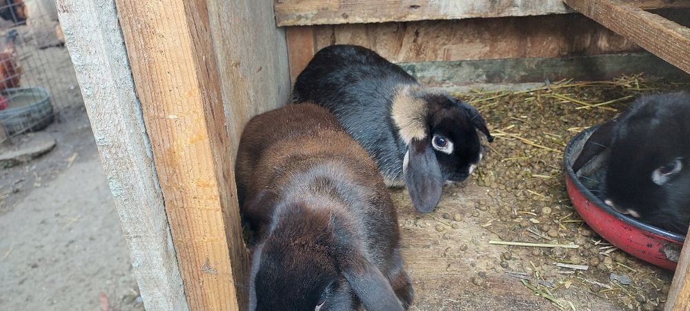 Iepurași drăgălași