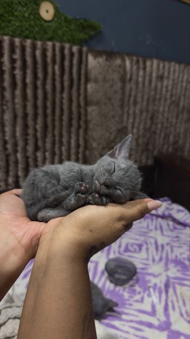 Котята сфинсы девочки