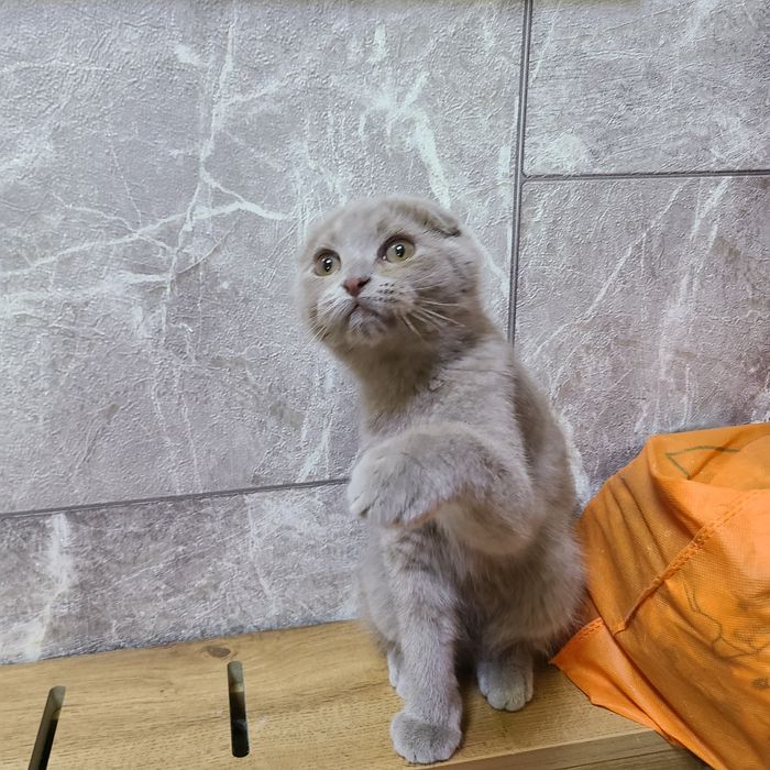Продаётся котёнок скотиш фолд окрас лиловый