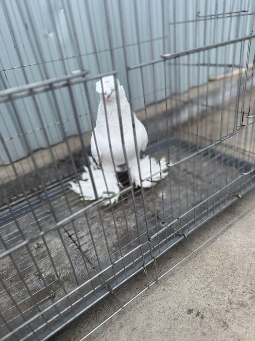 Голуби белый двухчубый