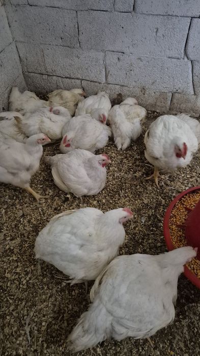 Pui de carne din gospodarie