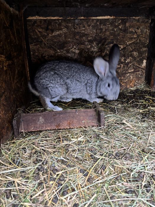 Urias german femela si mascul