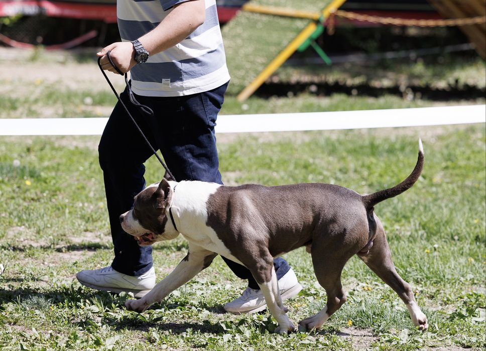 Для вязки кобель Амстаффа