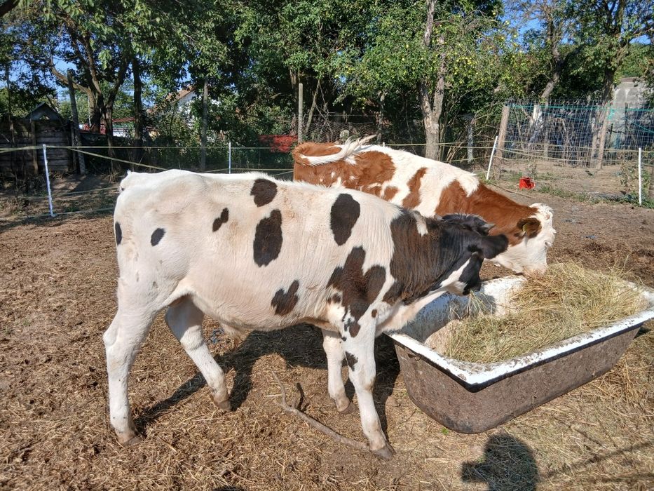 Tăuraș 230-250 kg