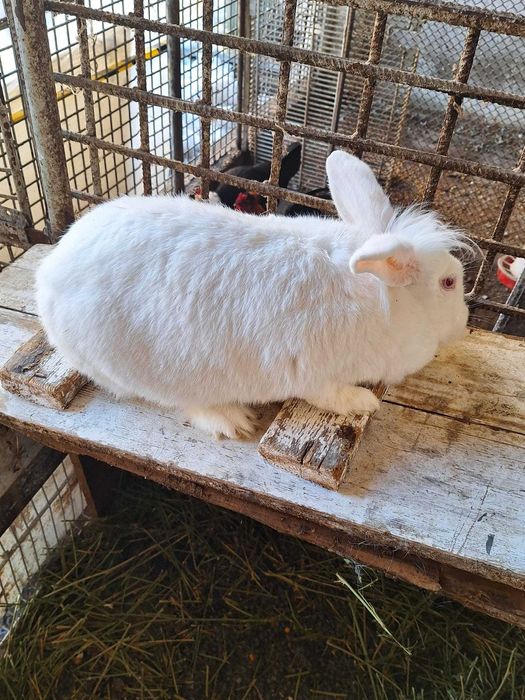 2 iepuroaice, californian si cap de leu