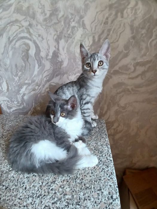 Котенок мальчик.  !