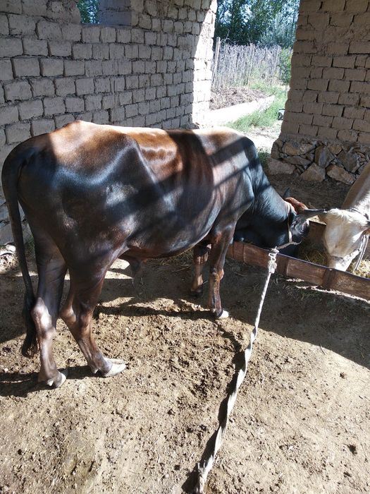 1 yoshdan oʻtgan buqachalar sotiladi 2 ta bir joyda 1 yoshdan oʻtgan