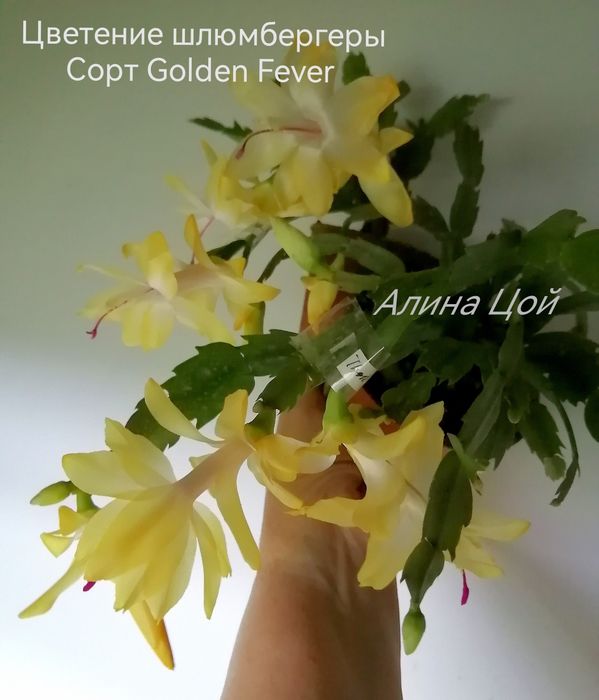 Шлюмбергера (декабрист) С БУТОНАМИ, сорт Golden Fever.