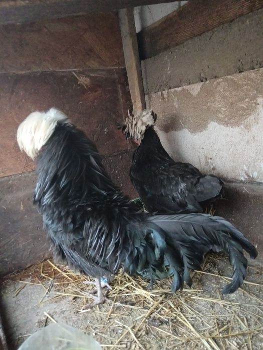 Pereche moțată olandeză