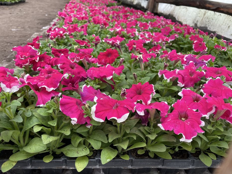 Петуния рассада цветы
