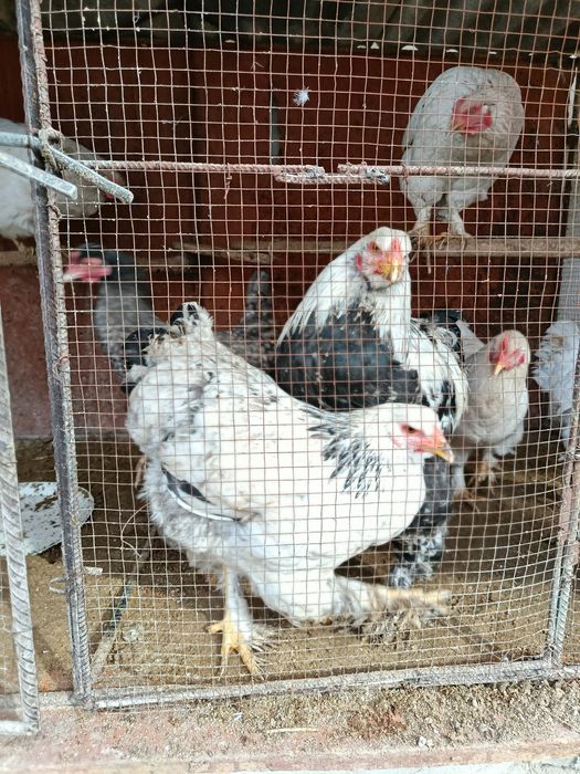 Brama bor 2 ta zoti toza