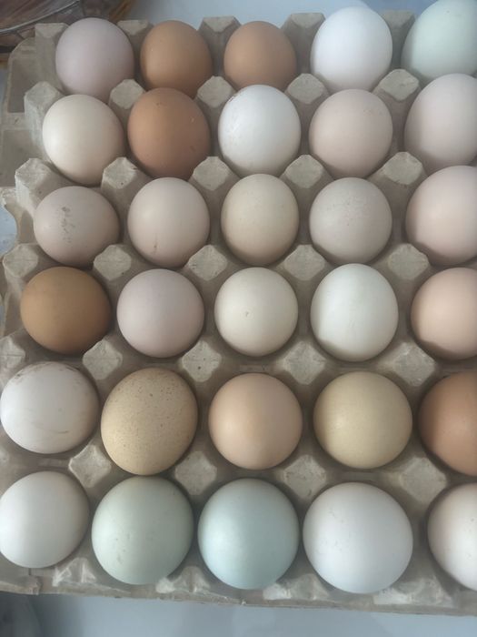 Продам домашние свежие яйцо