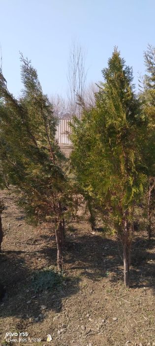 Туя и можжевельник