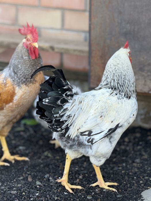 Продам 10 соток земли