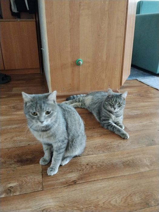 Отдадим кота в добрые руки