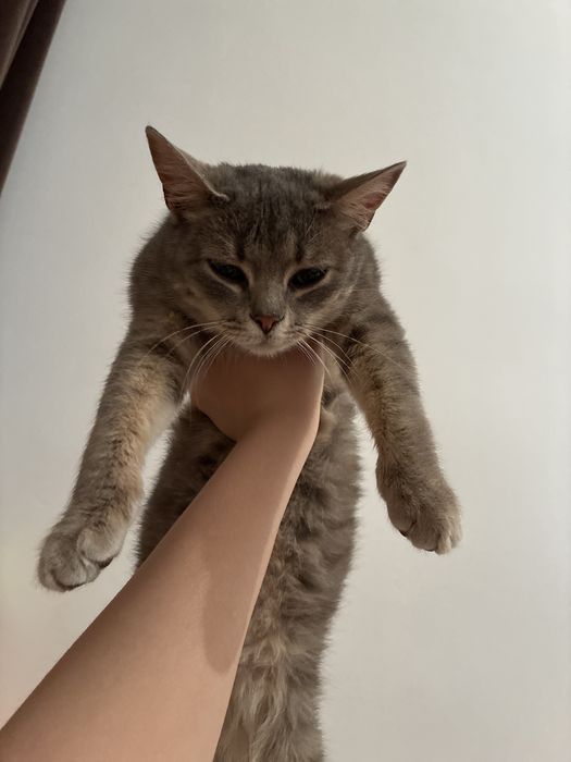 Пародистая кошка
