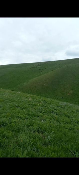 Фазенда сатылады