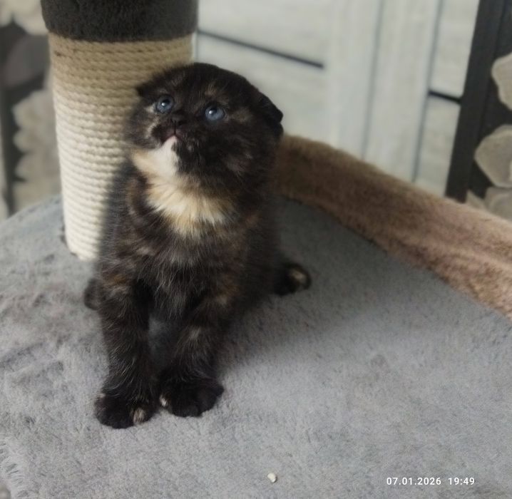 Продаётся котенок чистокровная шотландская девочка Скотиш фолд