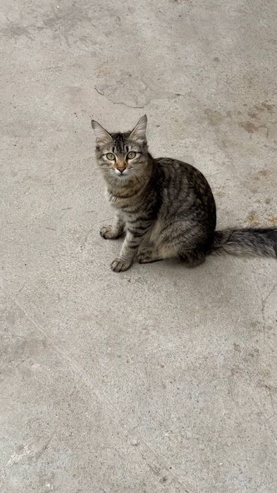 Кошка  только в добрые руки