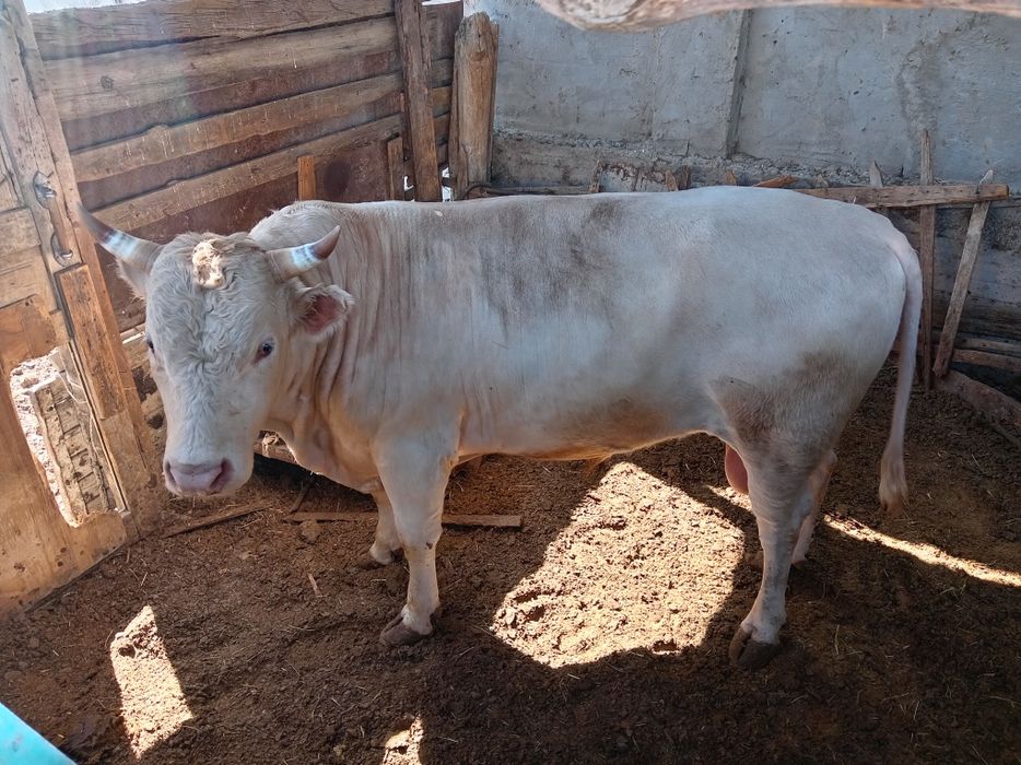 Екі бұқа сатылады