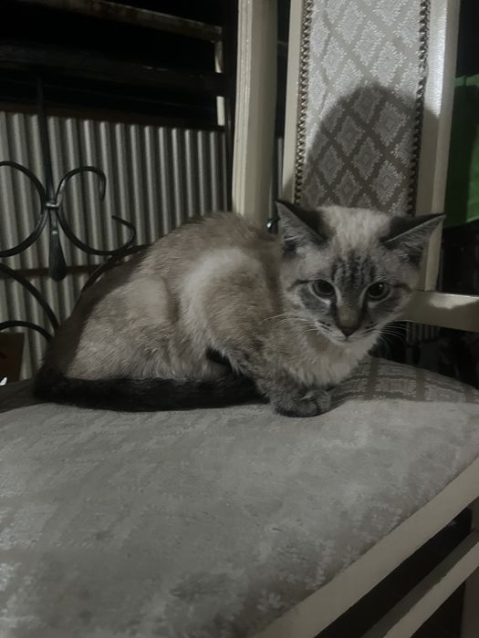 Отдам кота бесплатно.