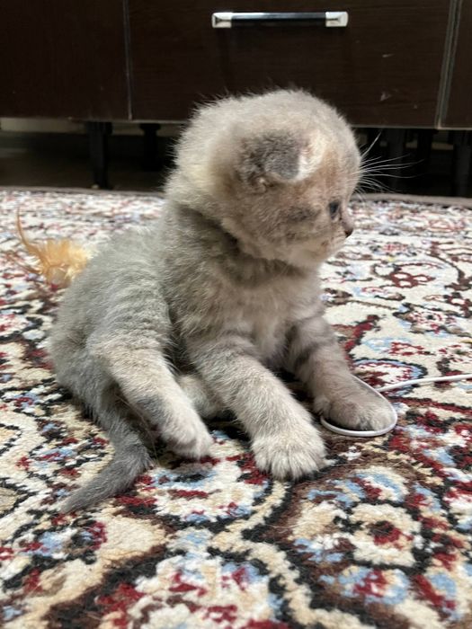 Вислоухие котята