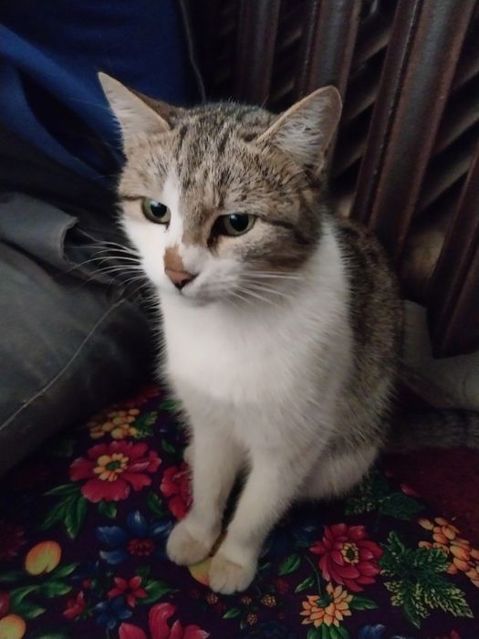 Мушук 2022 года сотилади  исми мош