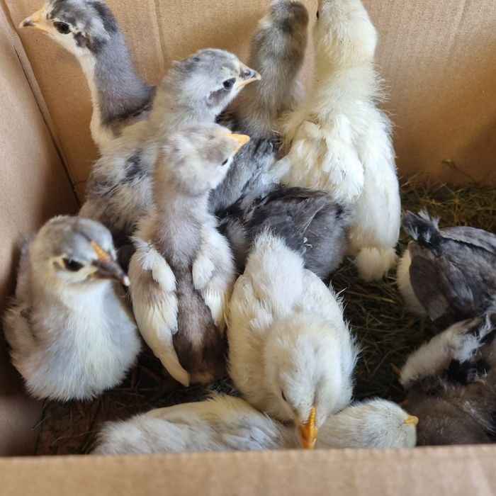 Pui de găină australorp
