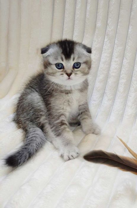 Продается котенок серебристая шиншилла, мальчик.