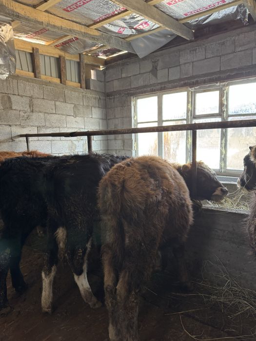 Подсостар сатылады