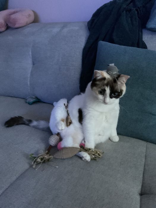 Кошка, 13 лет, стерилизованная