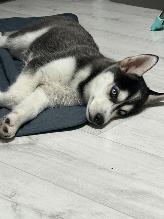 Щенок ХАСКИ [Голубоглазый]