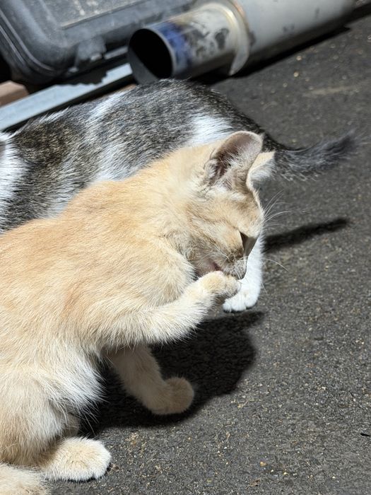 Котята нуждаются в доме,