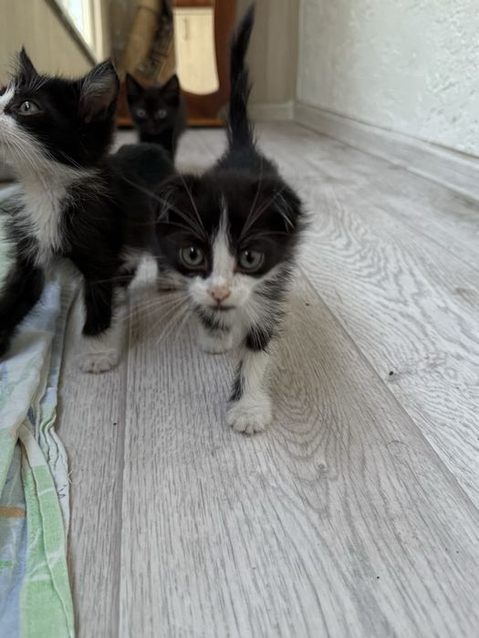 срочно! заберите котенка!