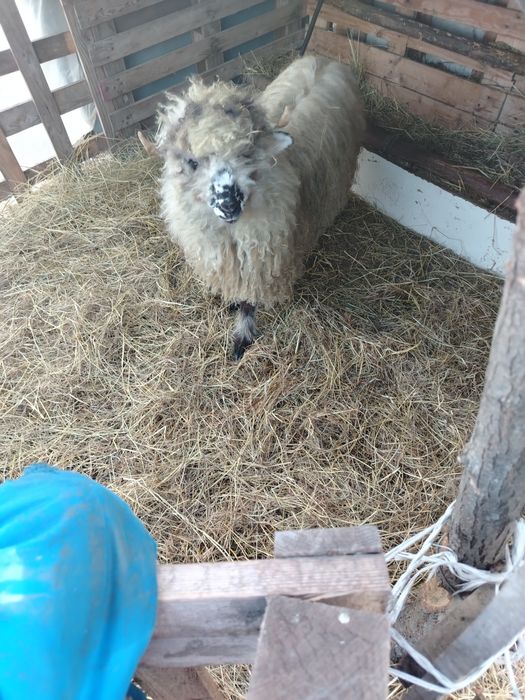 De vânzare  berbecuț