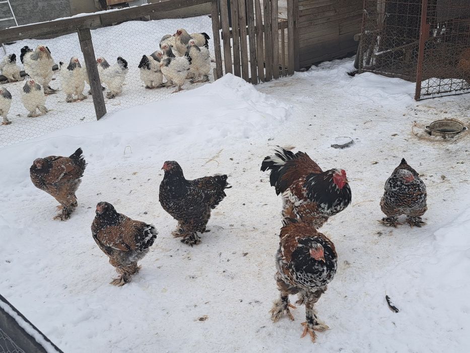 Vand oua incubat brahma portelan