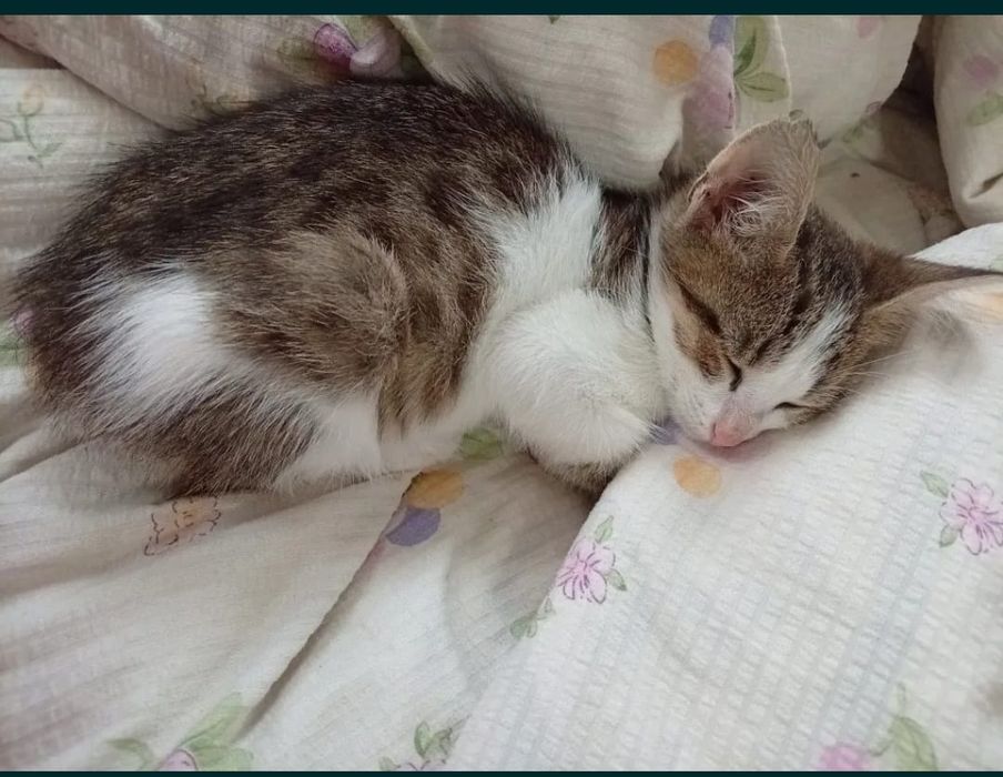 Котенок, 1 месяц, девочка.