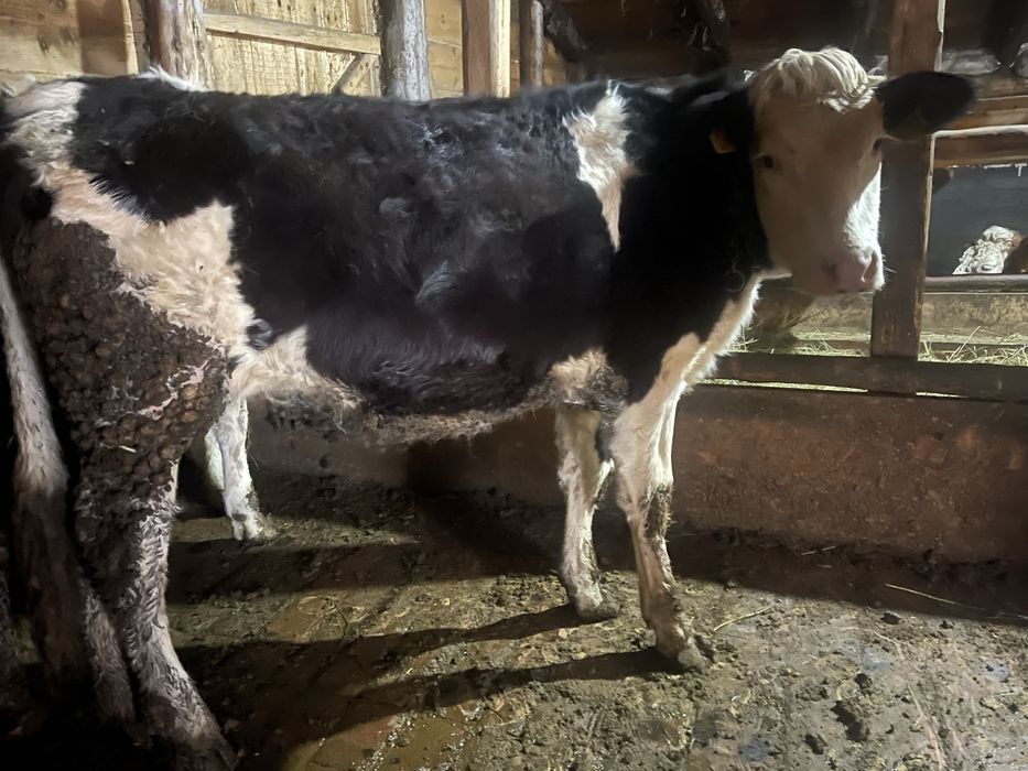 Vand vitele din mame bune de lapte