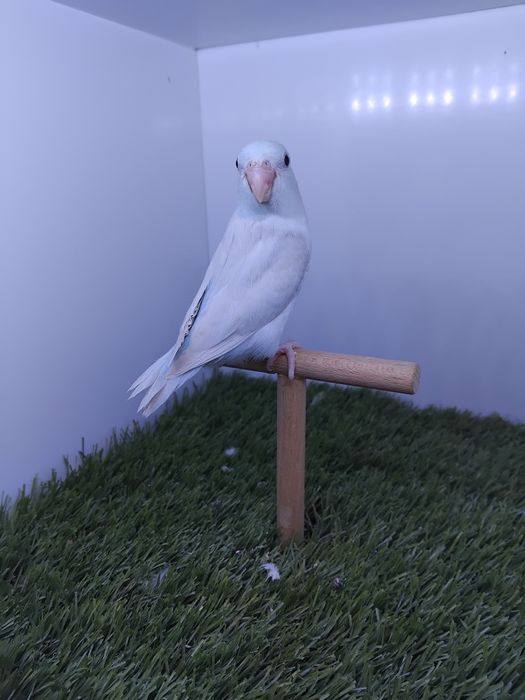 Papagali vrabie(forpus)