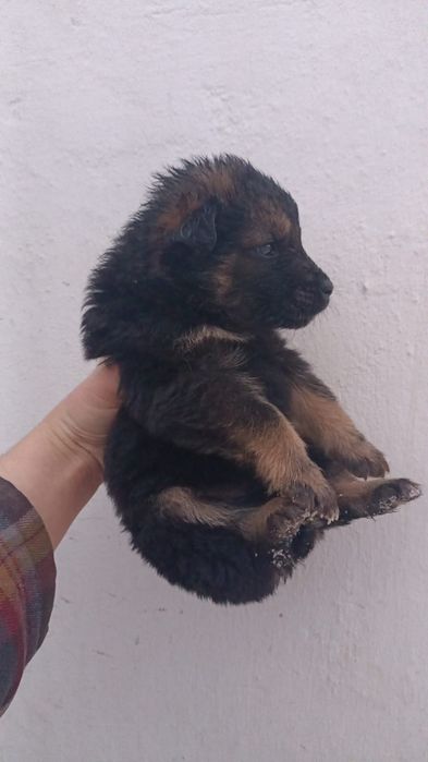 Отдам щенков в добрые руки.