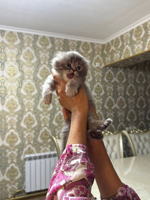 Котёнок на продажу   Мушучамиза сотилади