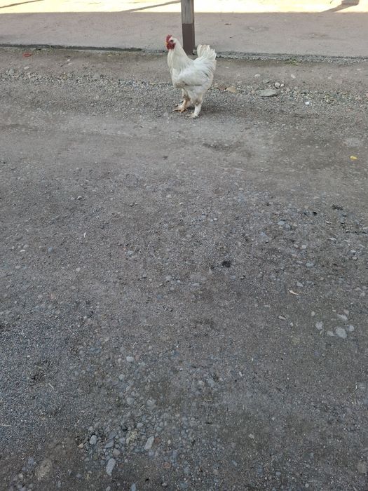 Продам домашних кур и петухов