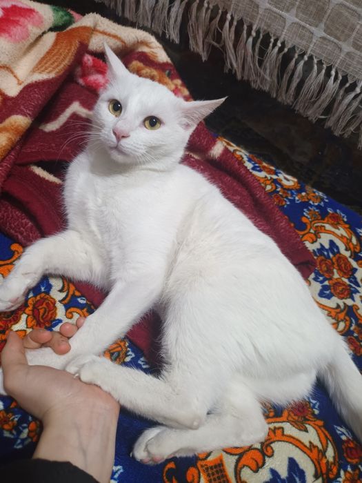 Кошка в добрые руки