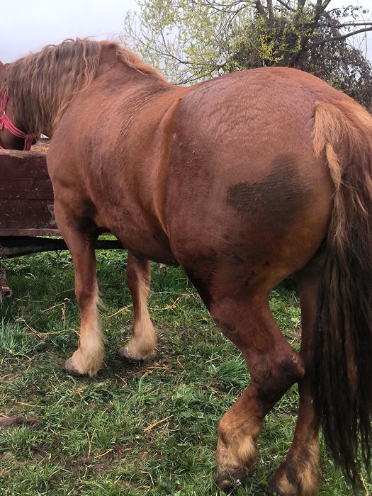 De vânzare mânză de trei ani